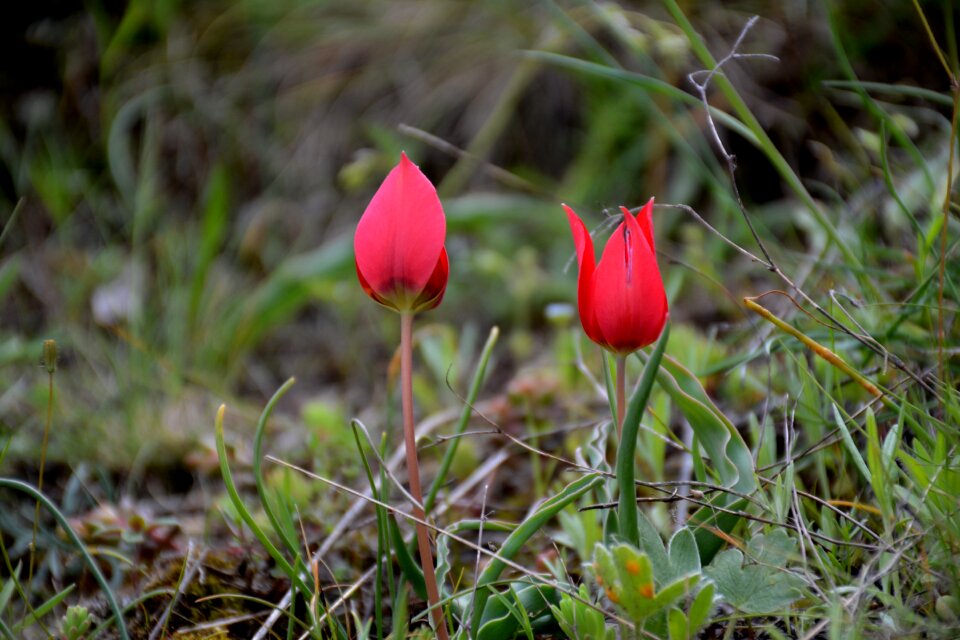 Spring anemon manisa red