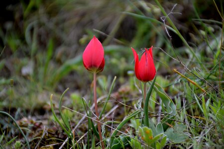 Spring anemon manisa red photo