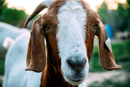 close up photo of white and brown goat photo