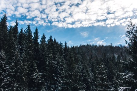 green pine trees under white cloudy sky at daytime photo