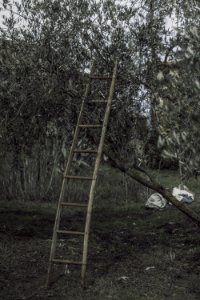 Italy, Tuscany, Olive harvest