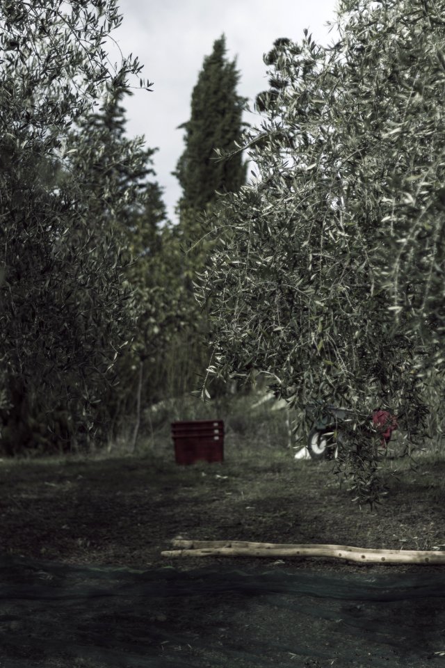 Olive tree, Trees, Tuscany