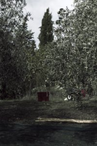 Olive tree, Trees, Tuscany