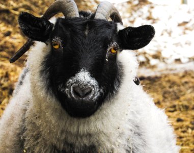 Legitimate, Ram, Sheep photo