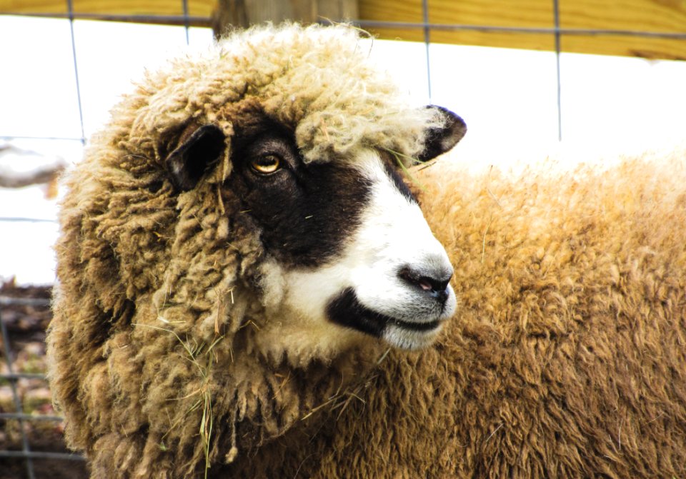 Legitimate, Eyes, Wool