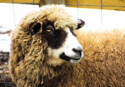 Legitimate, Eyes, Wool