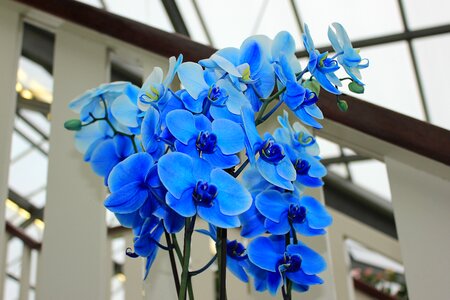 Blue flower blue bloom