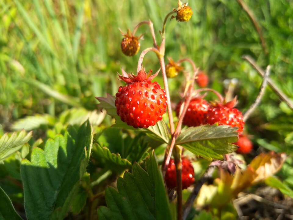 Wild strawberry berry the strawberries