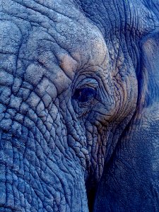 macro photography of elephant's face photo
