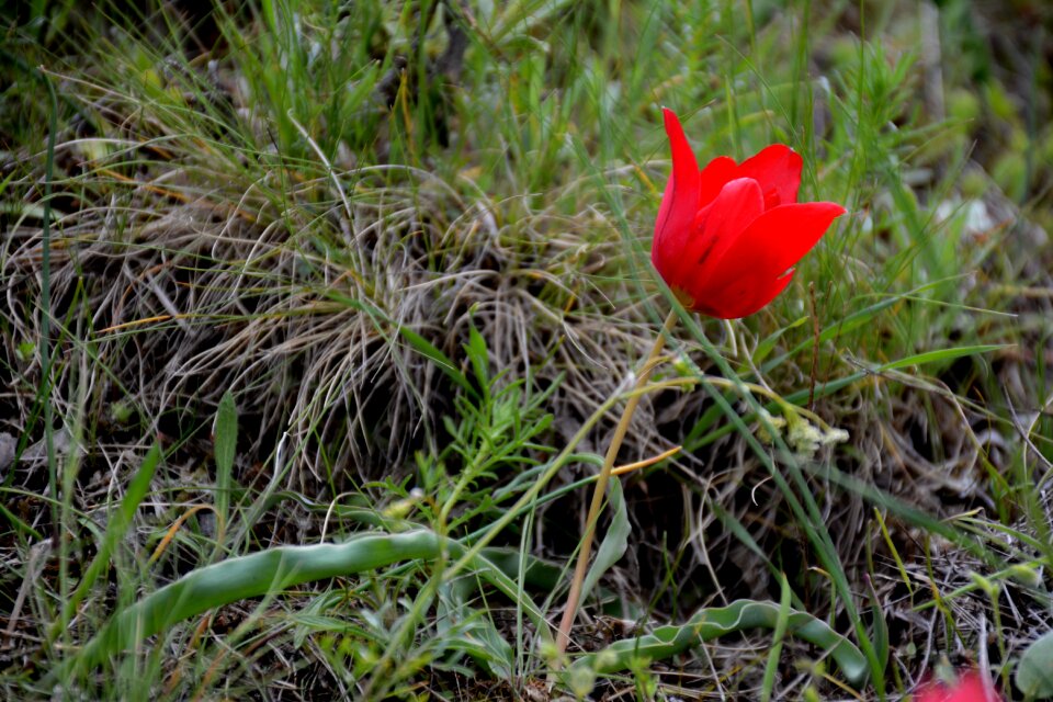 Spring anemon manisa red
