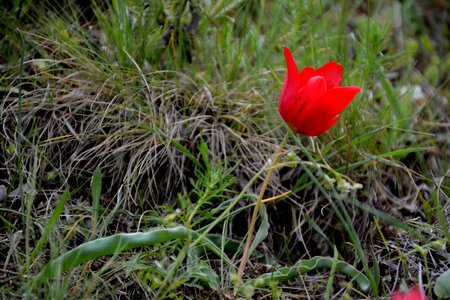 Spring anemon manisa red photo