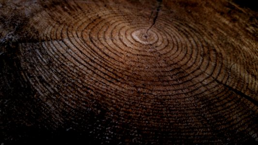 Close-up of growth rings in a thick tree stump
