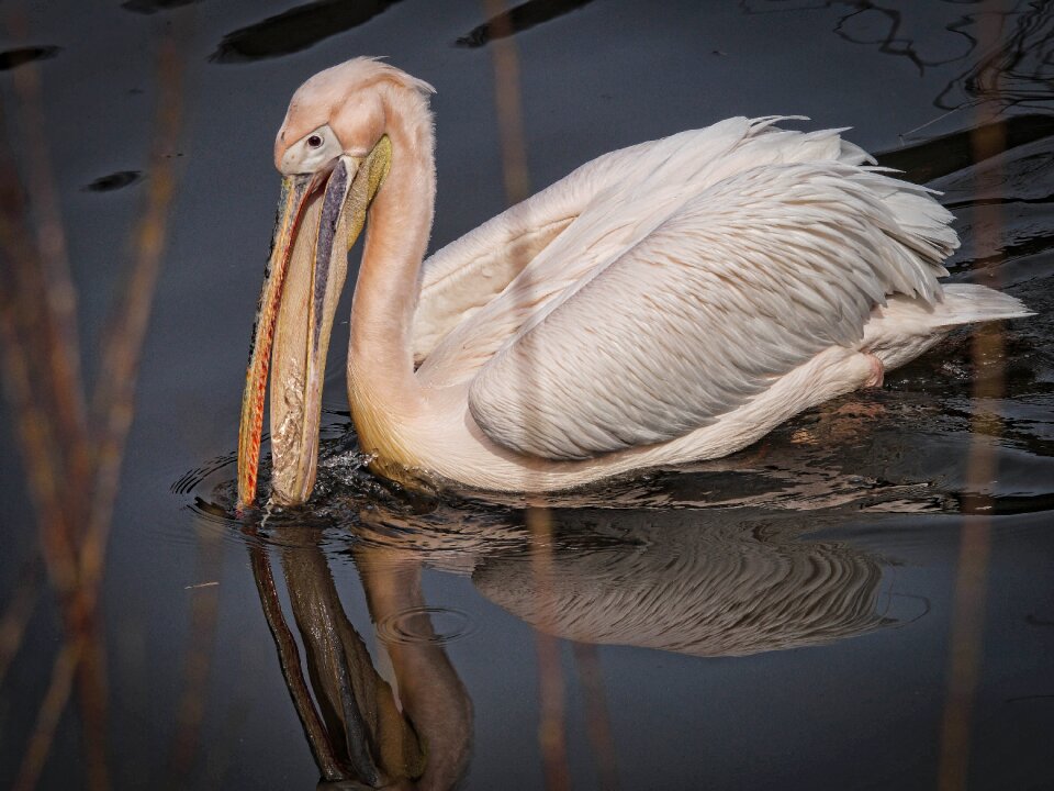 Pond water bird nature