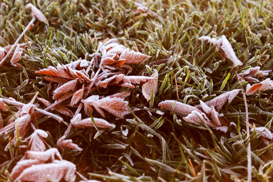 Winter, Frost, Grass