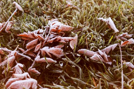 Winter, Frost, Grass