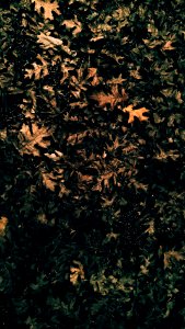 Grunge, Simple, Leaves