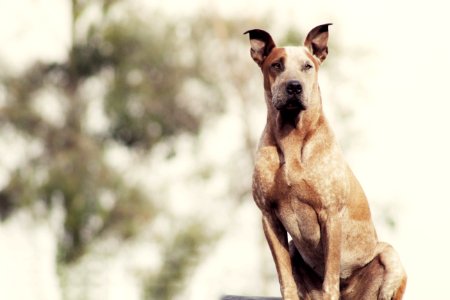 shallow focus photo of short-coated brown dog photo