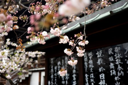 White cherry blossom hanging from a tree over an Asian-style roof photo