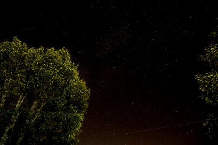 low angle view of green leafed trees