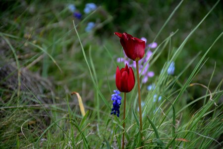 Spring anemon manisa red photo