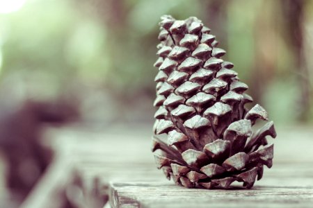 shallow focus photography of pine cone photo