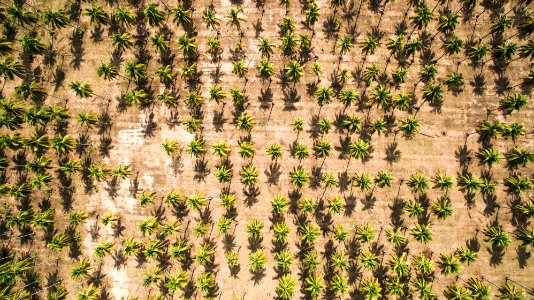 aerial photography of palm tree field photo