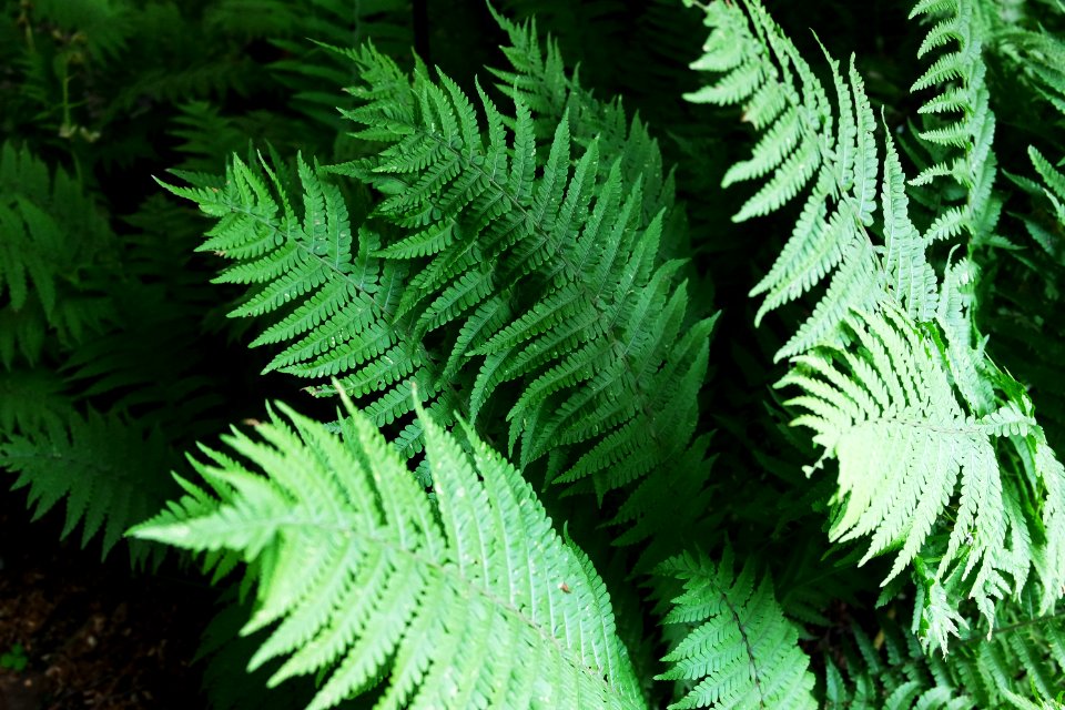 Orto botanico di brera, Milano, Italy