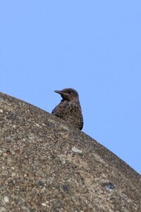 Method bulbul wild birds wild animal