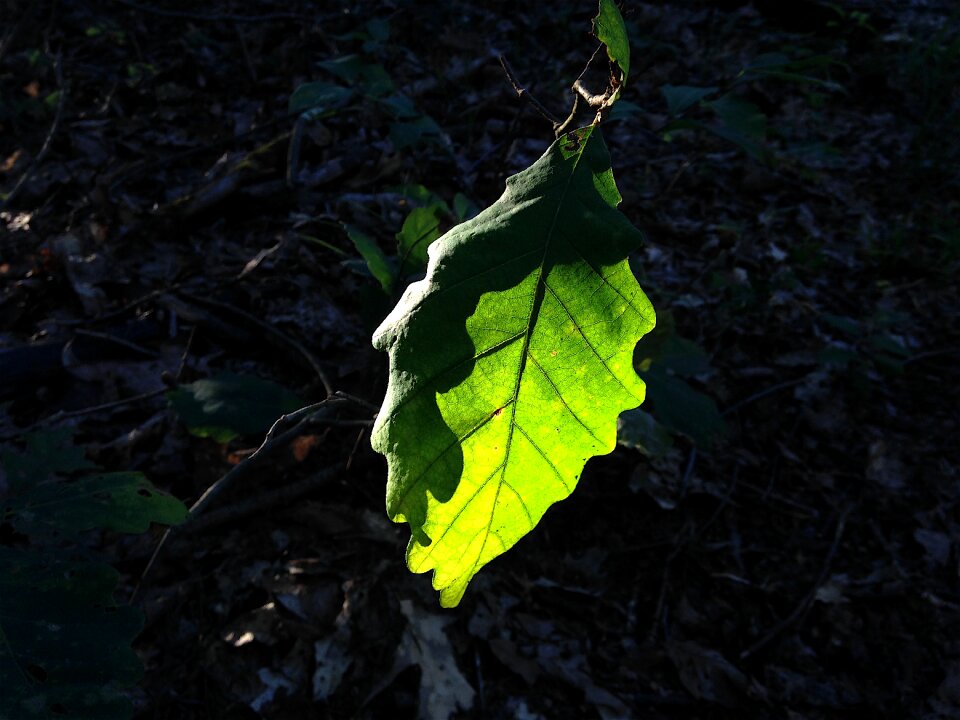 Plant green natural
