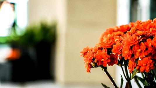 Orange, Macro, Flowers