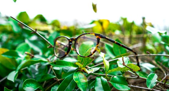 Glasses, Bush, Nature