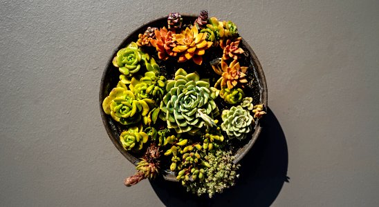 Plants, Succulent, Cactus