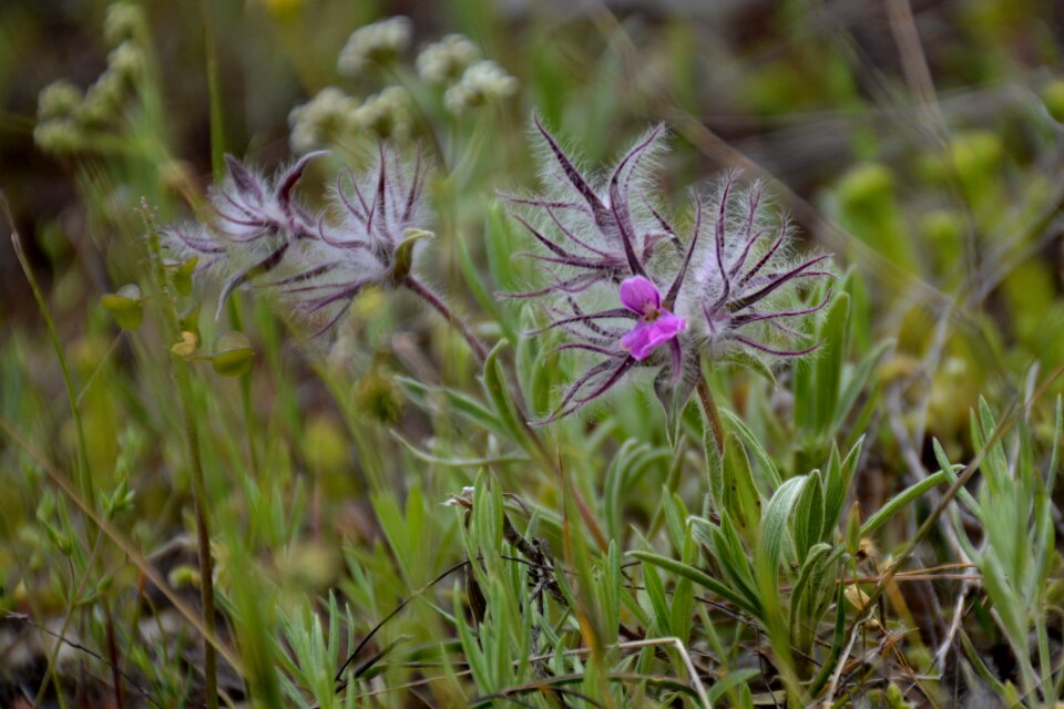 Süleymaniye spring flower