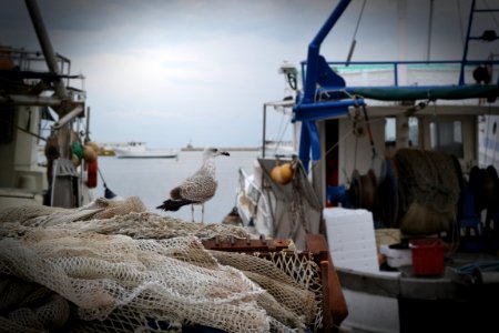 Water, Sea, Seagull