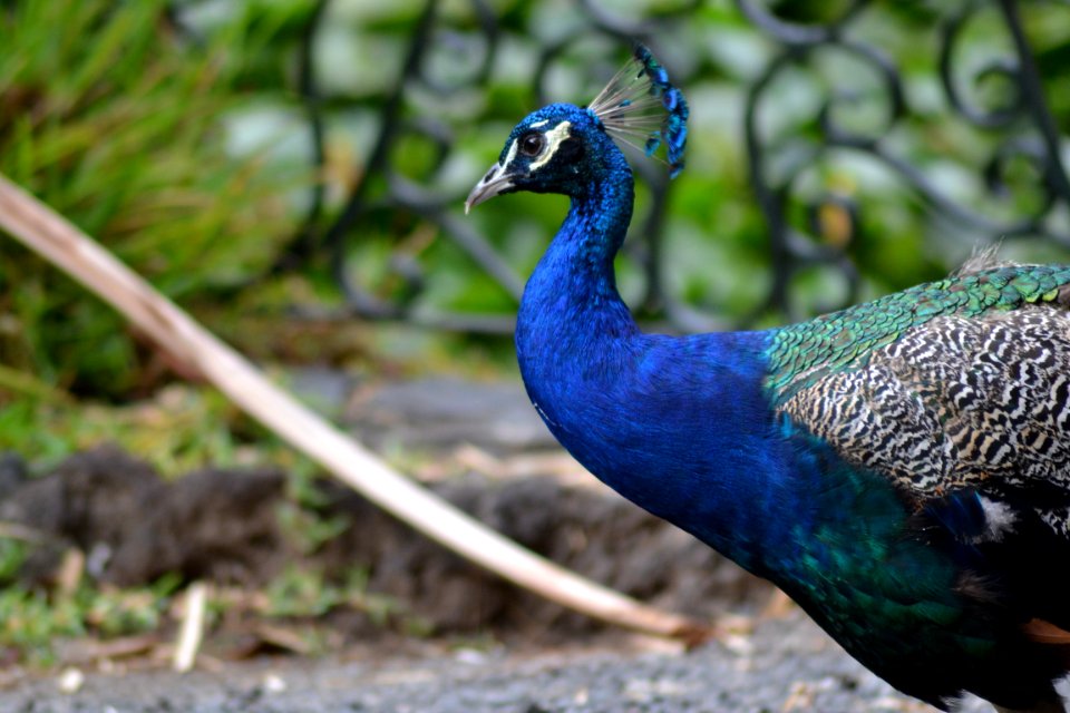 Bird, Peafowl, Animal