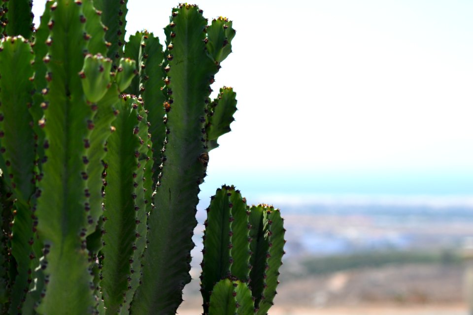 Cactus, Tree, Green