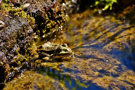 Water frog frog pond high photo