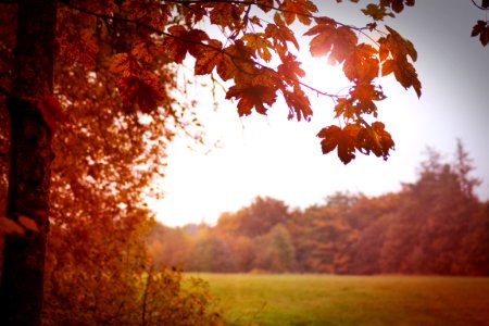 Leaves, Colour, Warm