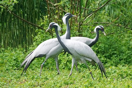 China mongolia crane bird photo