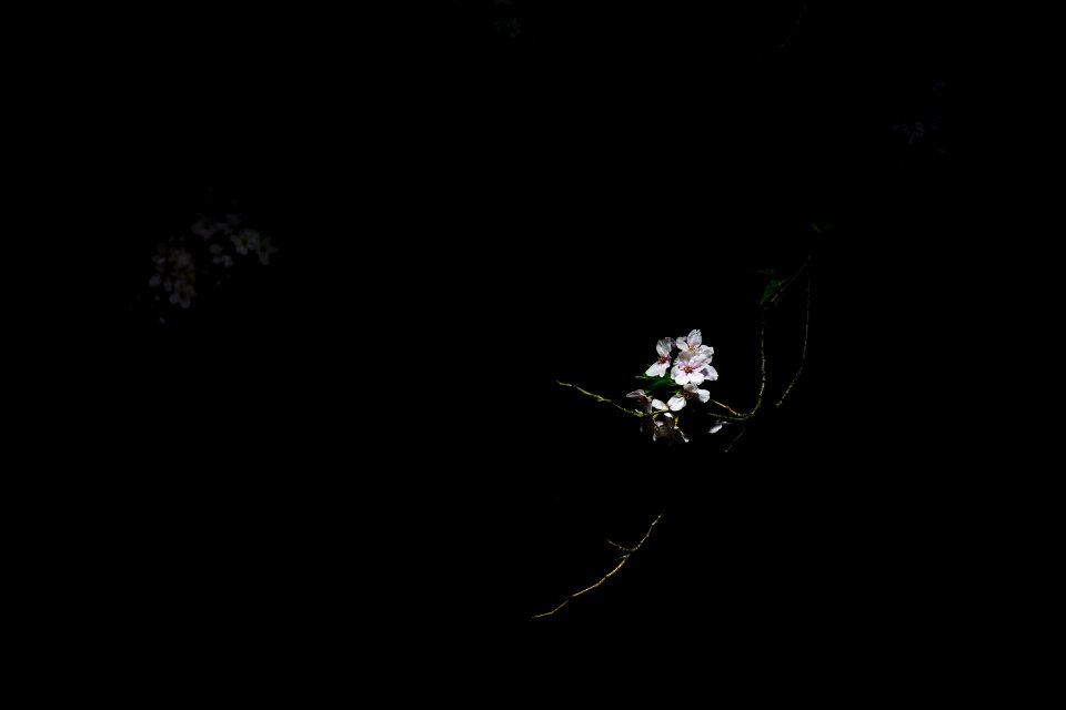 selective color photography of white flowers