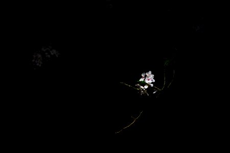 selective color photography of white flowers