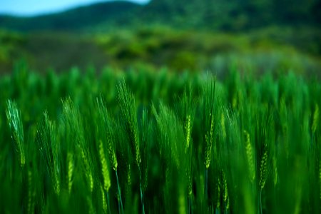 Japan, Shdo isl, Wheat
