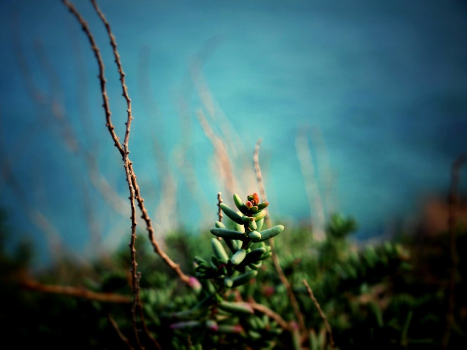 Salakta, Tunisia, Nature