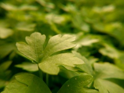 Focus, Blur, Macro