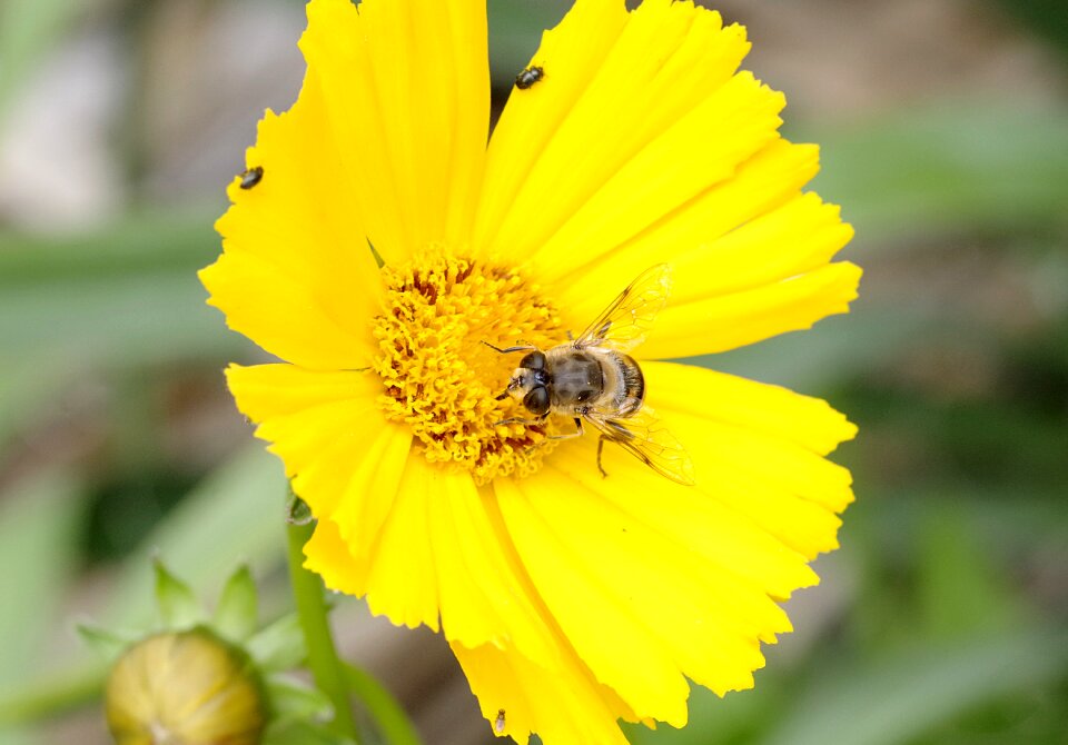Macro appearance upodobnienie