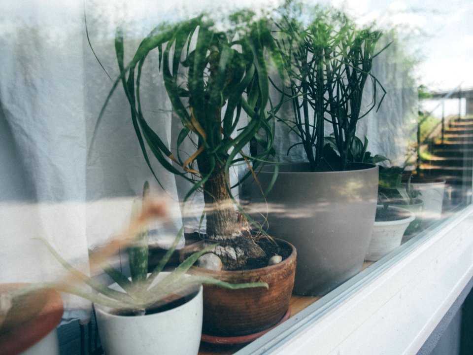 Flowers, Reflectin, Window