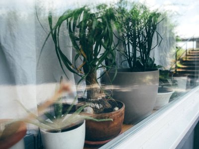 Flowers, Reflectin, Window
