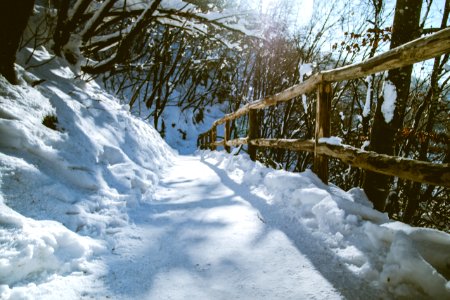 Path, Winter, Trees photo
