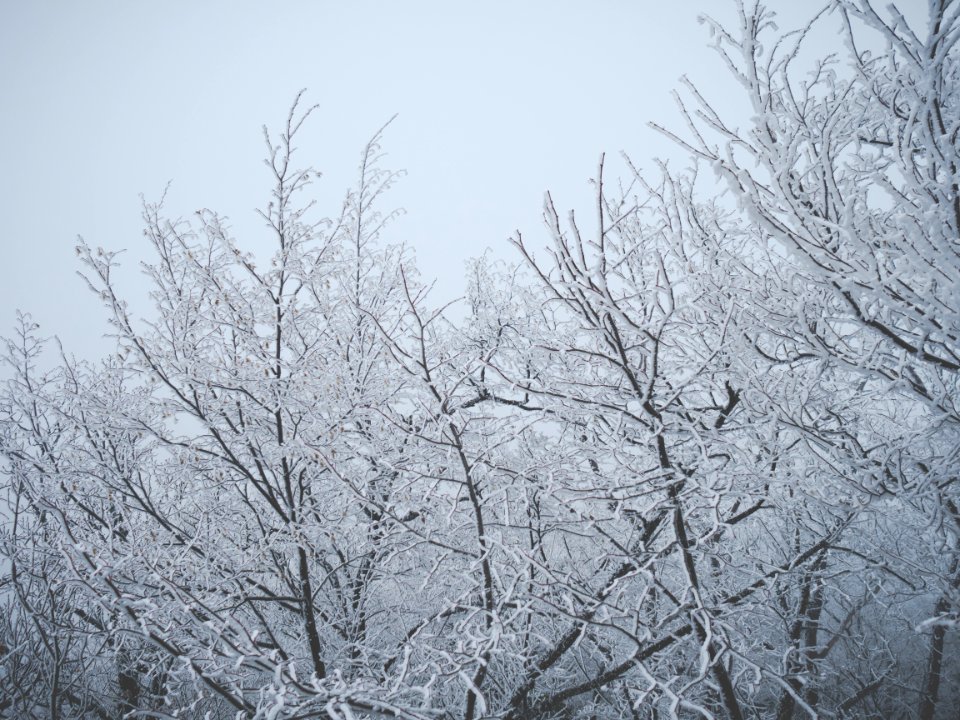 Winter, Trees, Oki    grad