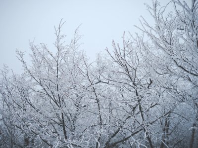 Winter, Trees, Oki    grad
